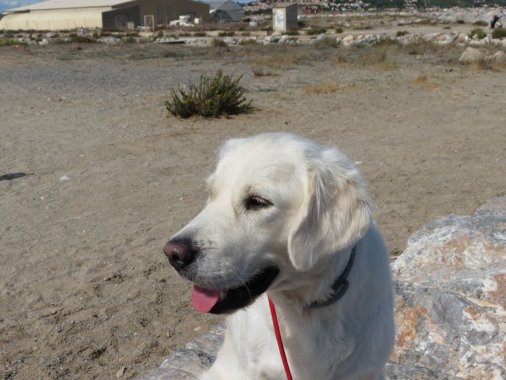 Ziva